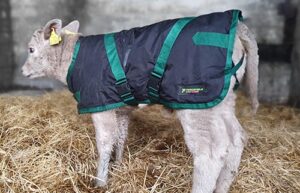 Calf Jacket